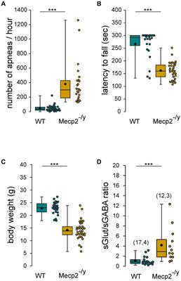 The Chloride Homeostasis of CA3 Hippocampal Neurons Is Not Altered in Fully Symptomatic Mepc2-null Mice